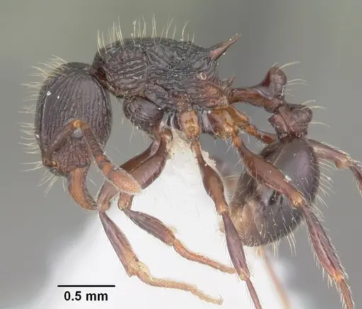 Tetramorium steinheili - CASENT0102393
