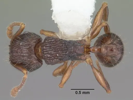 Tetramorium steinheili - CASENT0102394