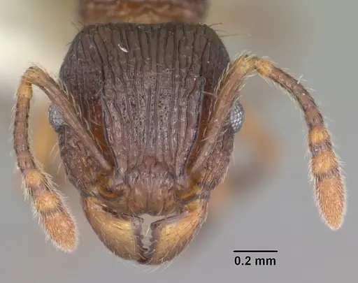 Tetramorium steinheili - CASENT0102394