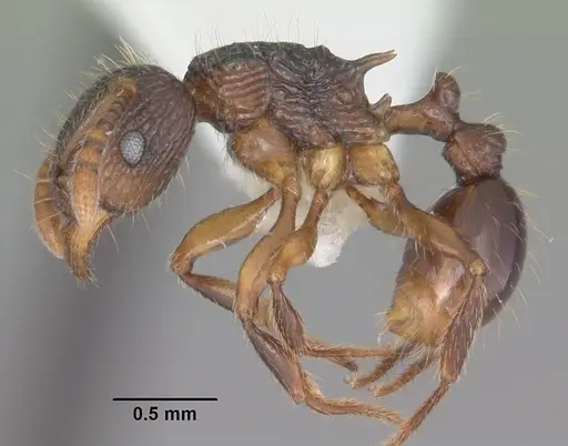 Tetramorium steinheili - CASENT0102394
