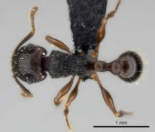 Tetramorium steinheili - CASENT0118415