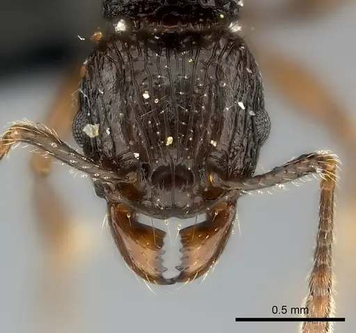 Tetramorium steinheili - CASENT0118415