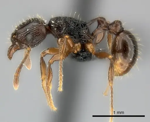 Tetramorium steinheili - CASENT0118415