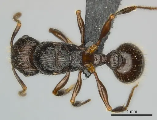 Tetramorium steinheili - CASENT0140966
