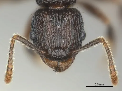 Tetramorium steinheili - CASENT0140966
