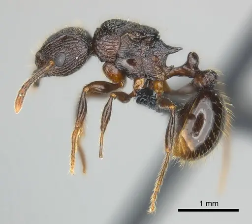 Tetramorium steinheili - CASENT0140966