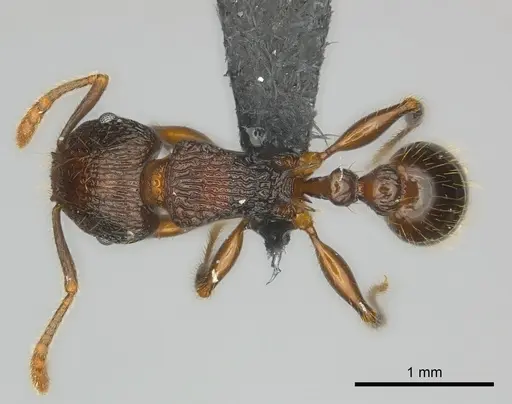 Tetramorium steinheili - CASENT0142632