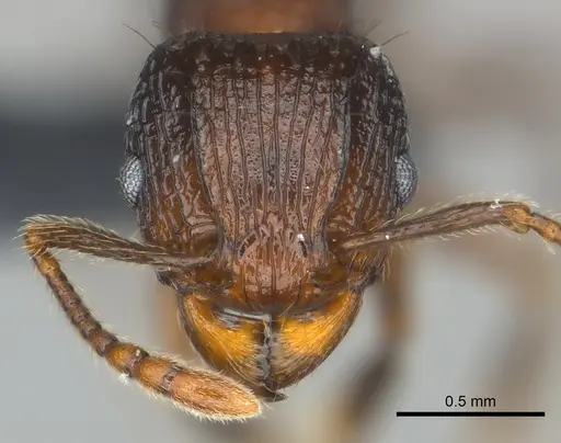 Tetramorium steinheili - CASENT0142632