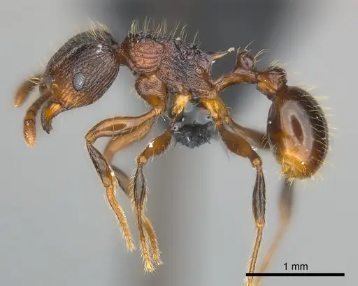 Tetramorium steinheili - CASENT0142632