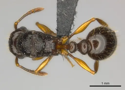 Tetramorium steinheili - CASENT0150877