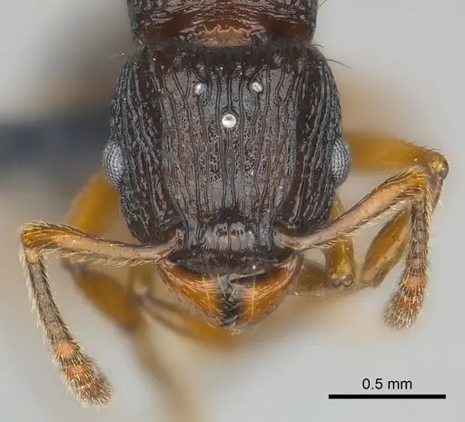Tetramorium steinheili - CASENT0150877