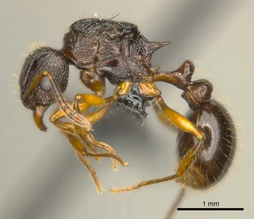 Tetramorium steinheili - CASENT0150877