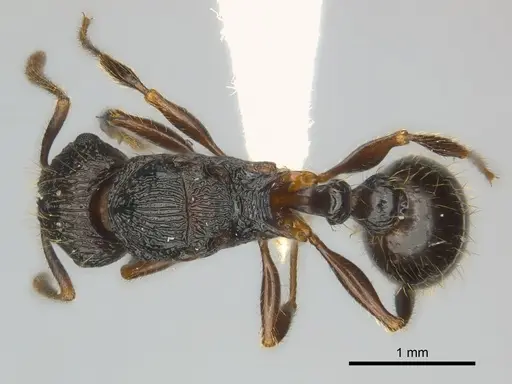 Tetramorium steinheili - CASENT0407810