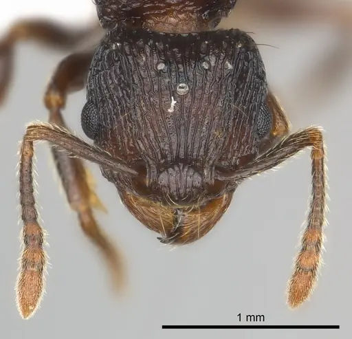 Tetramorium steinheili - CASENT0407810