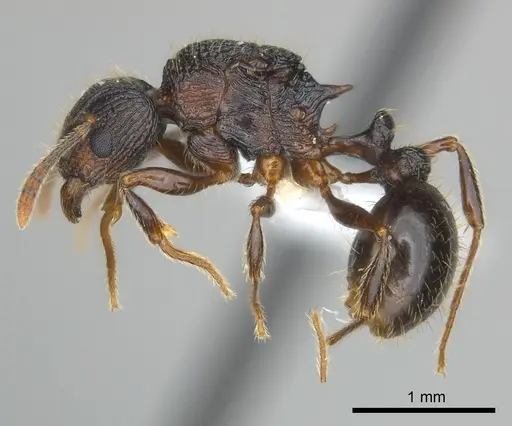 Tetramorium steinheili - CASENT0407810