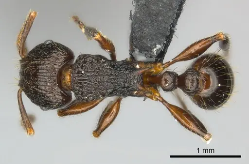Tetramorium steinheili - CASENT0481234