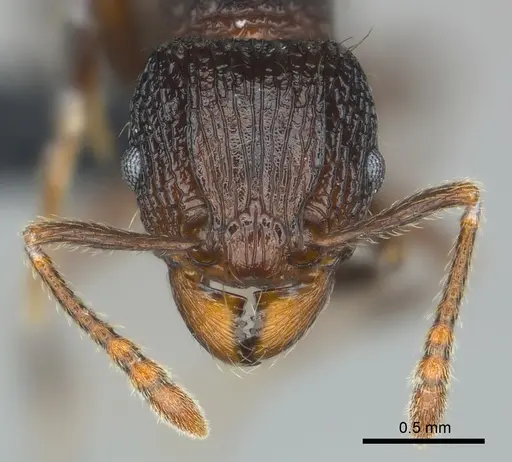 Tetramorium steinheili - CASENT0481234