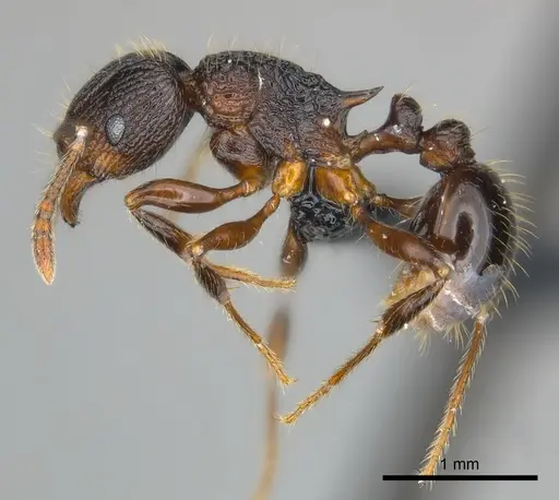 Tetramorium steinheili - CASENT0481234