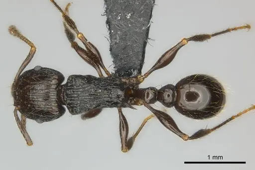Tetramorium steinheili - CASENT0484422