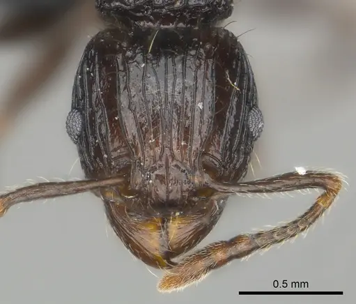 Tetramorium steinheili - CASENT0484422