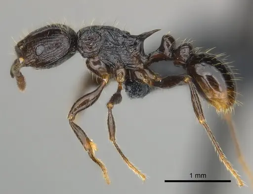 Tetramorium steinheili - CASENT0484422