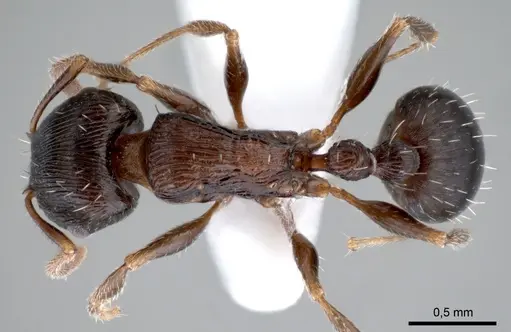 Tetramorium striativentre specimen