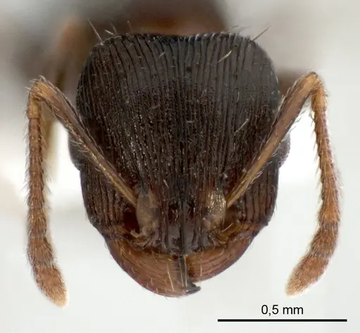 Tetramorium striativentre specimen