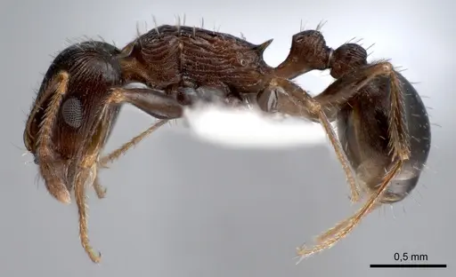 Tetramorium striativentre specimen