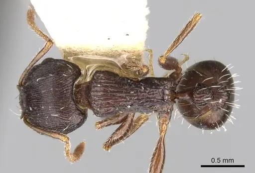 Tetramorium striativentre - CASENT0280927