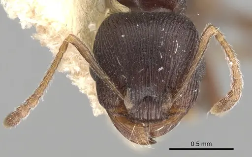 Tetramorium striativentre - CASENT0280927