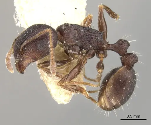 Tetramorium striativentre - CASENT0280927