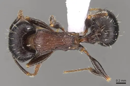 Tetramorium striativentre - CASENT0910227