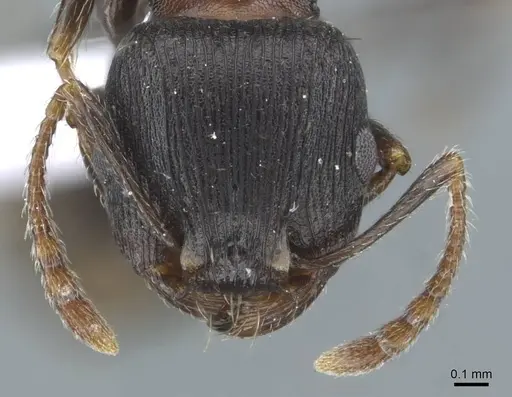 Tetramorium striativentre - CASENT0910227