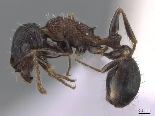 Tetramorium striativentre - CASENT0910227