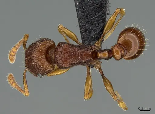 Tetramorium strictum specimen