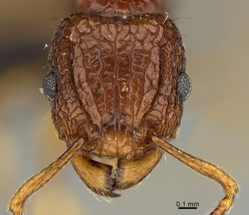 Tetramorium strictum specimen