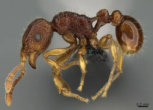Tetramorium strictum specimen