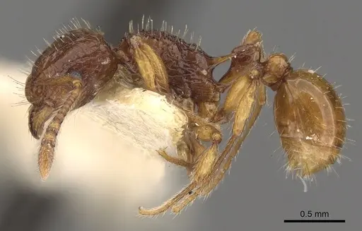 Tetramorium strictum - CASENT0901039