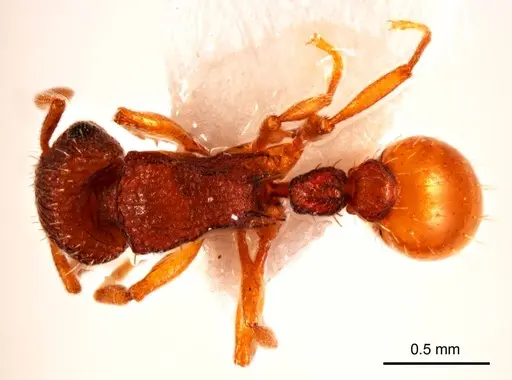 Tetramorium striolatum specimen