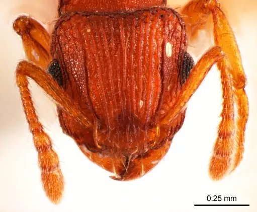 Tetramorium striolatum specimen