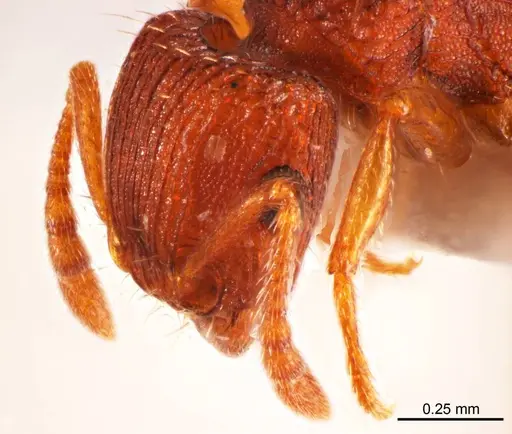 Tetramorium striolatum specimen