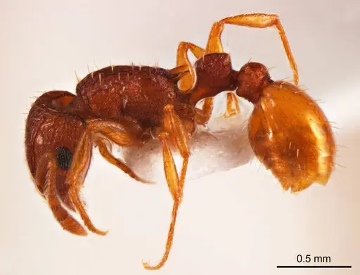 Tetramorium striolatum - ANTWEB1008725