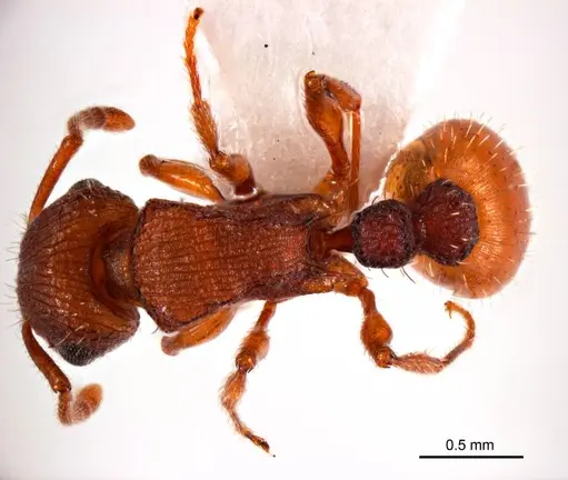 Tetramorium striolatum - ANTWEB1008726