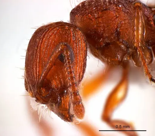 Tetramorium striolatum - ANTWEB1008726