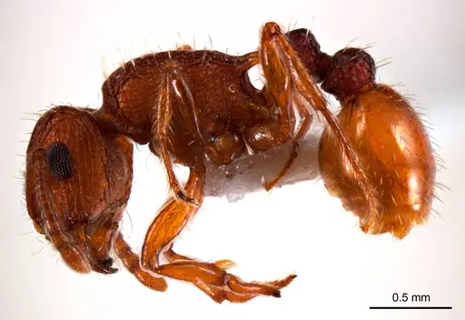 Tetramorium striolatum - ANTWEB1008726