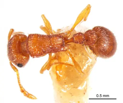 Tetramorium striolatum - ANTWEB1008727