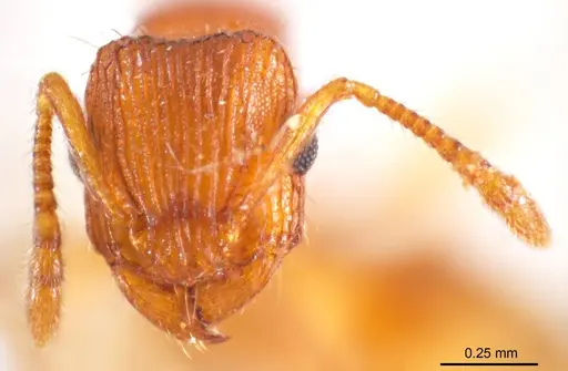 Tetramorium striolatum - ANTWEB1008727