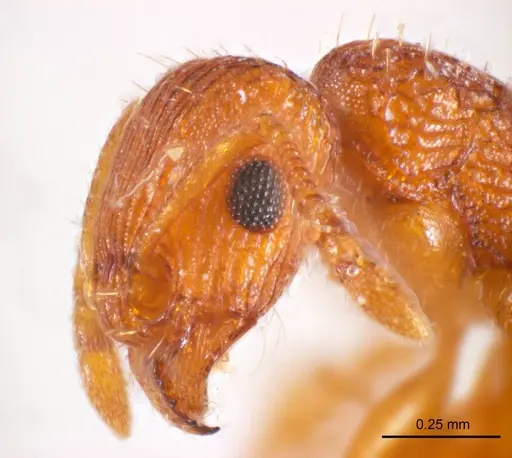 Tetramorium striolatum - ANTWEB1008727