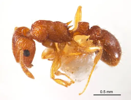 Tetramorium striolatum - ANTWEB1008727