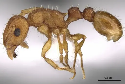 Tetramorium striolatum - CASENT0280872